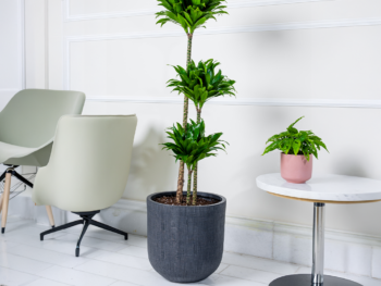 نبتة دراسينا كومباكتا 120 في حوض فايبر جلاس اسود