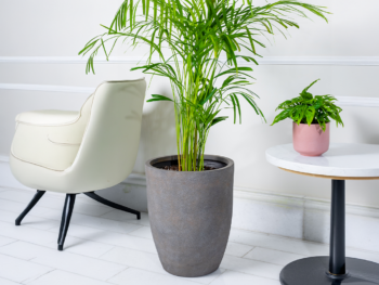 نبتة اريكا في حوض فايبر جلاس رمادي