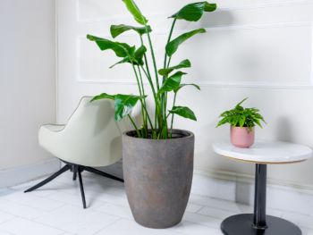 نبتة عصفور الجنة في حوض فايبر جلاس رمادي طويل