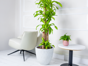 نبتة دراسينا ماسنجانا 150 سم في حوض فايبر جلاس أبيض أنيق