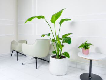 نبتة عصفور الجنة في حوض فايبر جلاس أبيض