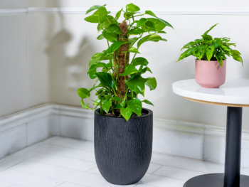 نبتة بوتس ستاند متسلقة في حوض فايبر جلاس أسود