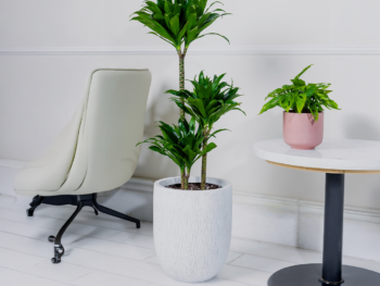 نبتة دراسينا كومباكتا 90 سم في حوض فايبر جلاس أبيض