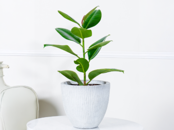 نبتة فيكس مطاط في حوض فايبر جلاس أبيض .