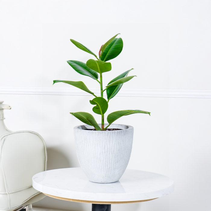 نبتة فيكس مطاط في حوض فايبر جلاس أبيض .