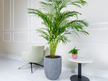 نبتة اريكا كبيرة في أصيص فايبر جلاس رمادي