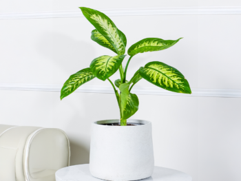 نبتة ديفنباخيا في حوض فايبر جلاس أبيض أنيق