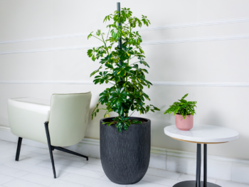 نبتة شفليرا في حوض فايبر جلاس أسود