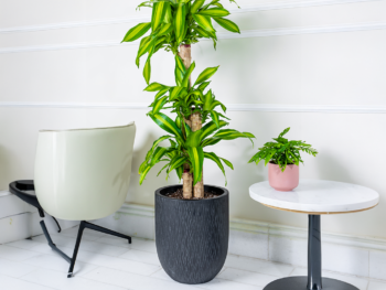 نبتة دراسينا ماسنجانا 120 سم  في حوض فايبر جلاس اسود