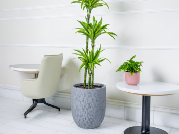 نبتة دراسينا ليمون لايم 120 سم  في حوض فايبر جلاس رمادي فاتح