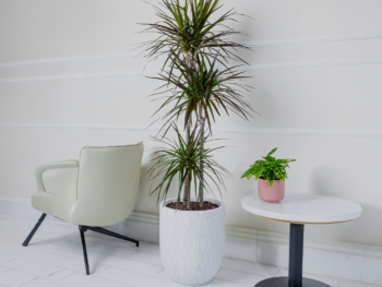 نبتة دراسينا مارجيناتا 120 سم في حوض فايبر جلاس أبيض