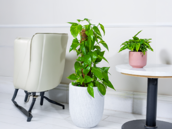 نبتة بوتس متسلقة في حوض فايبر جلاس أبيض