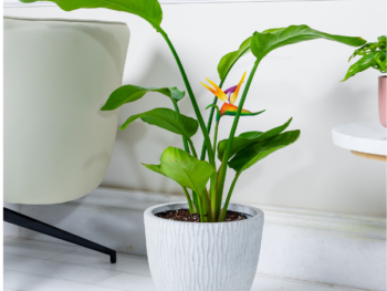 نبتة عصفور الجنة في حوض فايبر جلاس أبيض