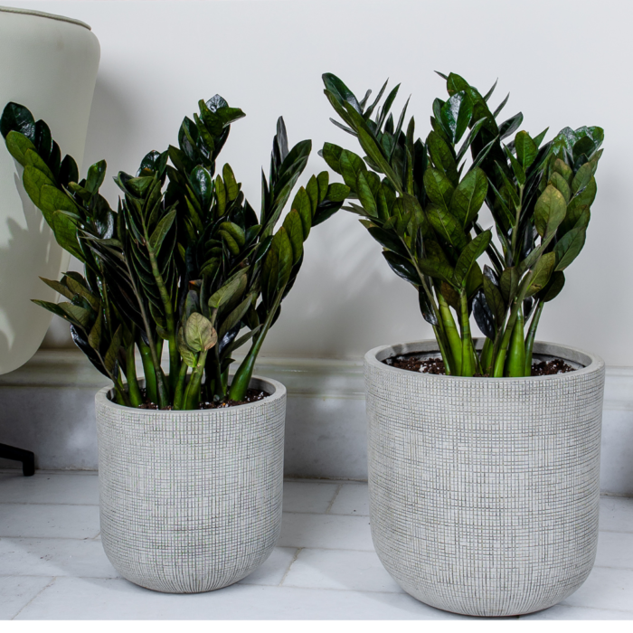 نبتة الزاميا السوداء في حوض فايبر جلاس أبيض انيق