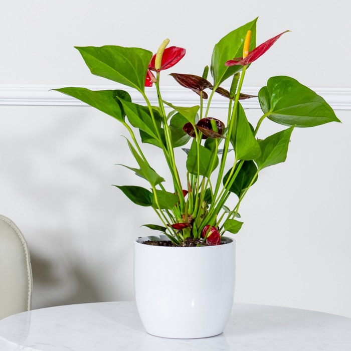 نبتة انتوريوم أحمر في أصيص سيراميك أبيض