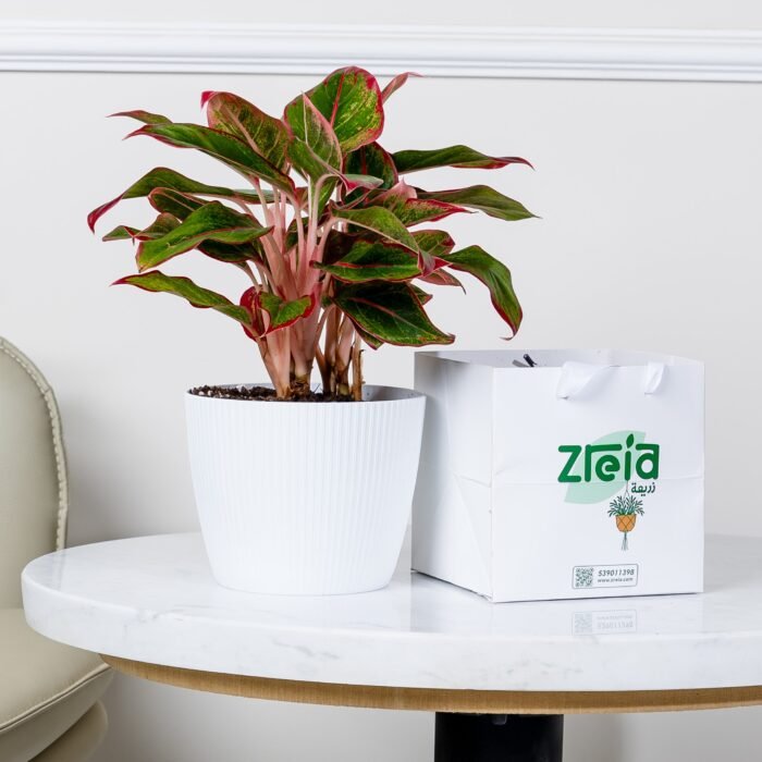 هدية نبتة اجلونيما أحمر مبرقشة