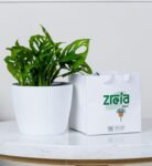 هدية نبتة مونستيرا مونكي