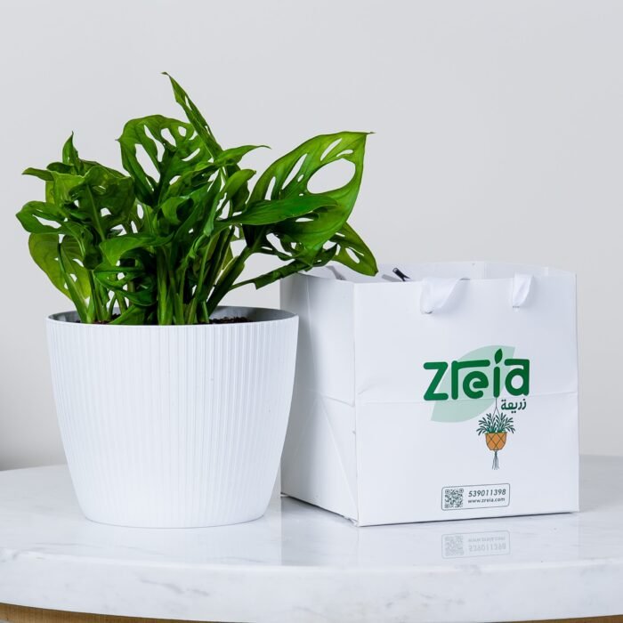 هدية نبتة مونستيرا مونكي