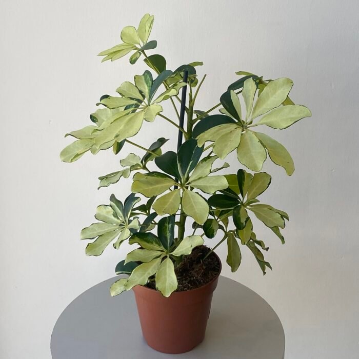 نبتة الشفليرا الذهبية