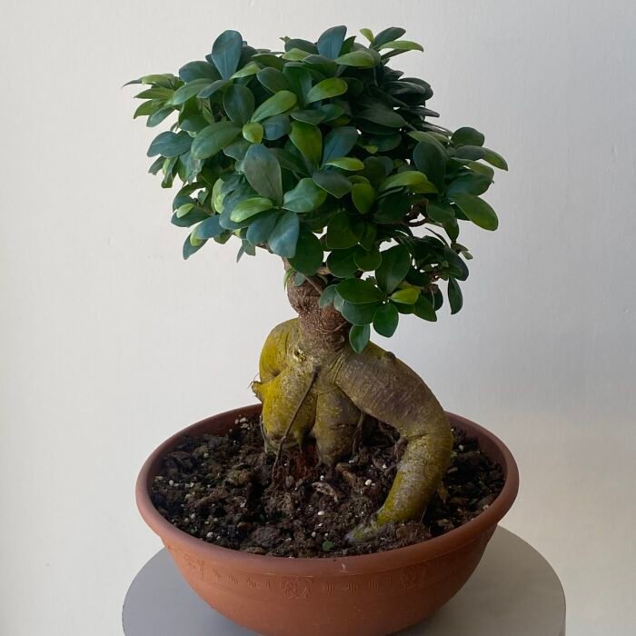 نبتة بونساي