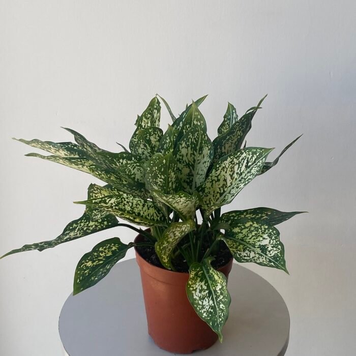 نبتة اجلونيما أخضر مبرقشة