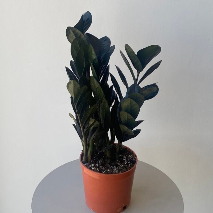 نبتة الزاميا السوداء