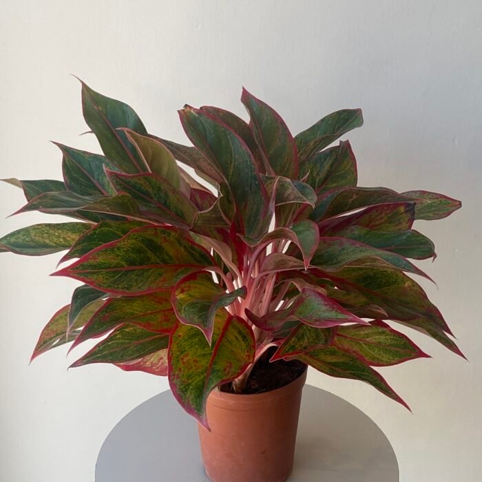 نبتة اجلونيما احمر مبرقشة