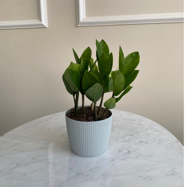 نبتة زاميا صغيرة في أصيص سماوي فاتح