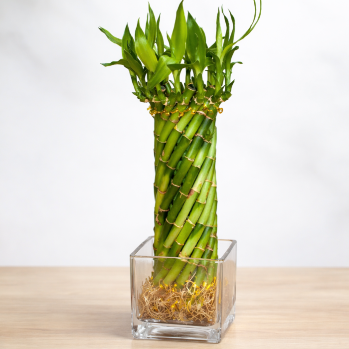 مجموعة بامبو مجدولة صغيرة في فازة مربعة