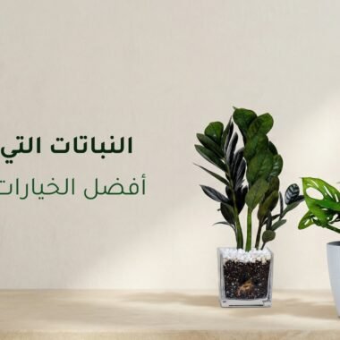 افضل أنواع النبات الداخلي للمنزل والمكتب سهلة العناية