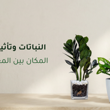 افضل أنواع النبات الداخلي للمنزل والمكتب سهلة العناية