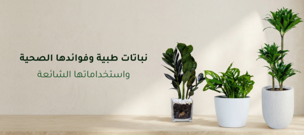 نباتات طبية وفوائدها