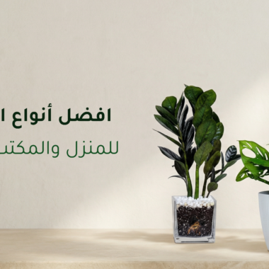 أسباب ذبول أوراق النباتات وكيفية علاجها