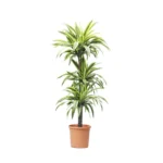 LEMON-LIME-P24CM-H130-CM-306090-CM