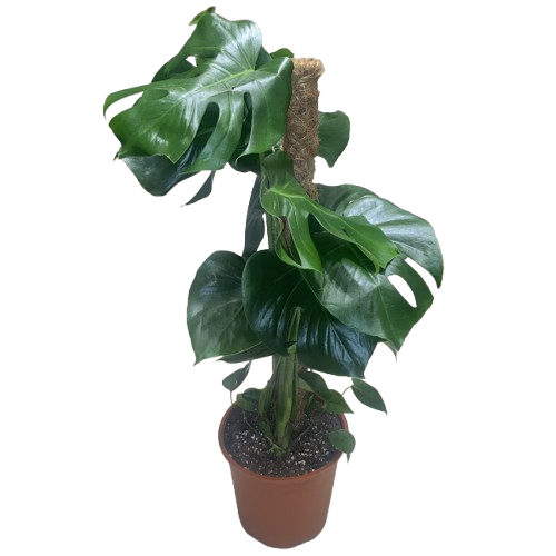 نبتة مونستيرا (  القفص الصدري ) متسلقة