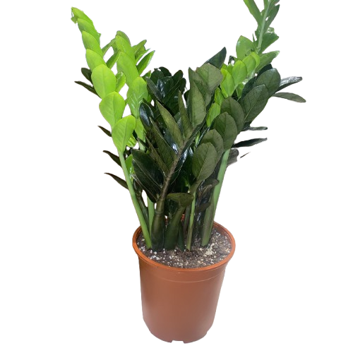 نبتة الزاميا السوداء كبيرة