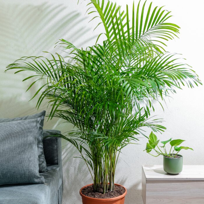 نبتة اريكا كبيرة