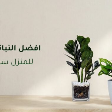 فوائد شجرة البونساي ولماذا تعتبر رمزًا للأناقة