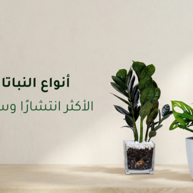 كيفية العناية بالنباتات الداخلية خطوة بخطوة