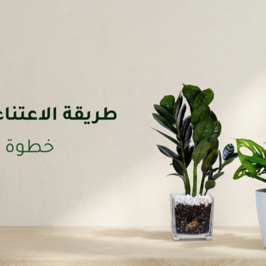 فوائد شجرة البونساي ولماذا تعتبر رمزًا للأناقة