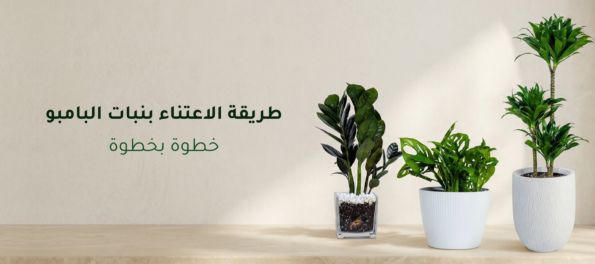 طريقة الاعتناء بنبات البامبو