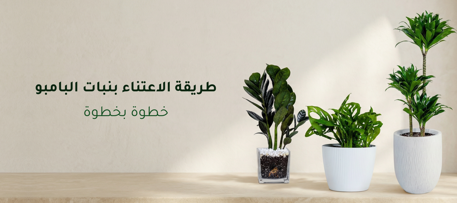 طريقة الاعتناء بنبات البامبو