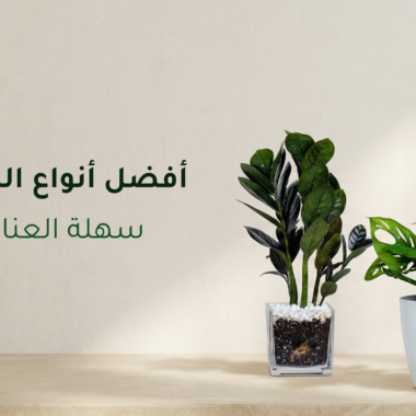 كيفية العناية بالنباتات الداخلية خطوة بخطوة