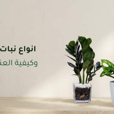 كيفية العناية بالنباتات الداخلية خطوة بخطوة