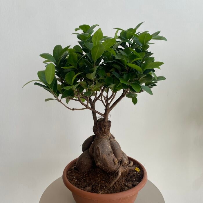 نبتة بونساي 21 سم