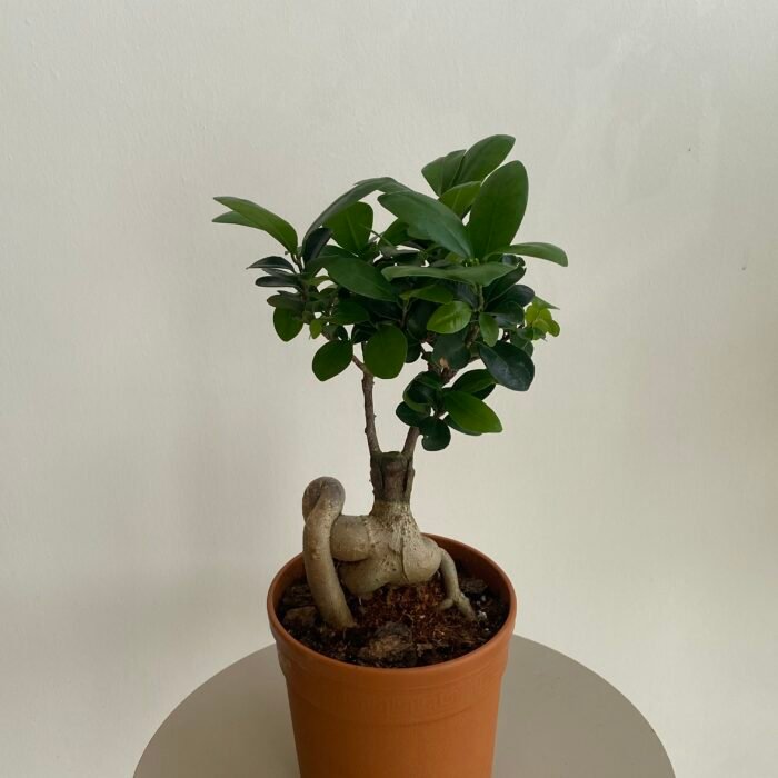 نبتة بونساي 13 سم