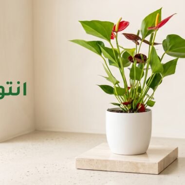 دليل العناية: نبتة الشيفليرا
