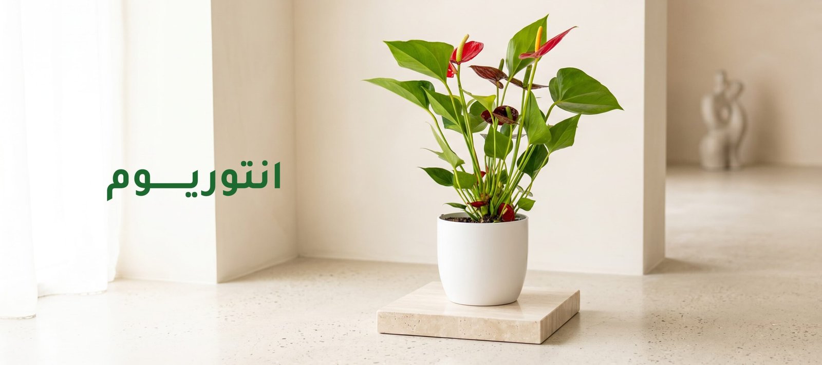 دليل العناية: انتوريوم