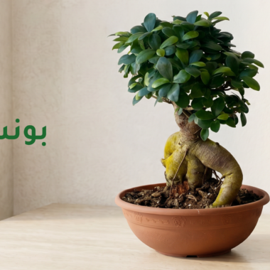 دليل العناية : نبات اجلونيما