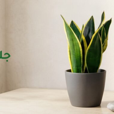 دليل العناية : نبات البوتس